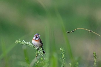 Chestnut-eared Bunting 山口県秋吉台 Sat, 6/1/2019