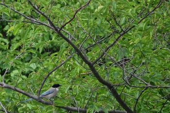 Azure-winged Magpie 洗足池(大田区) Sun, 6/2/2019