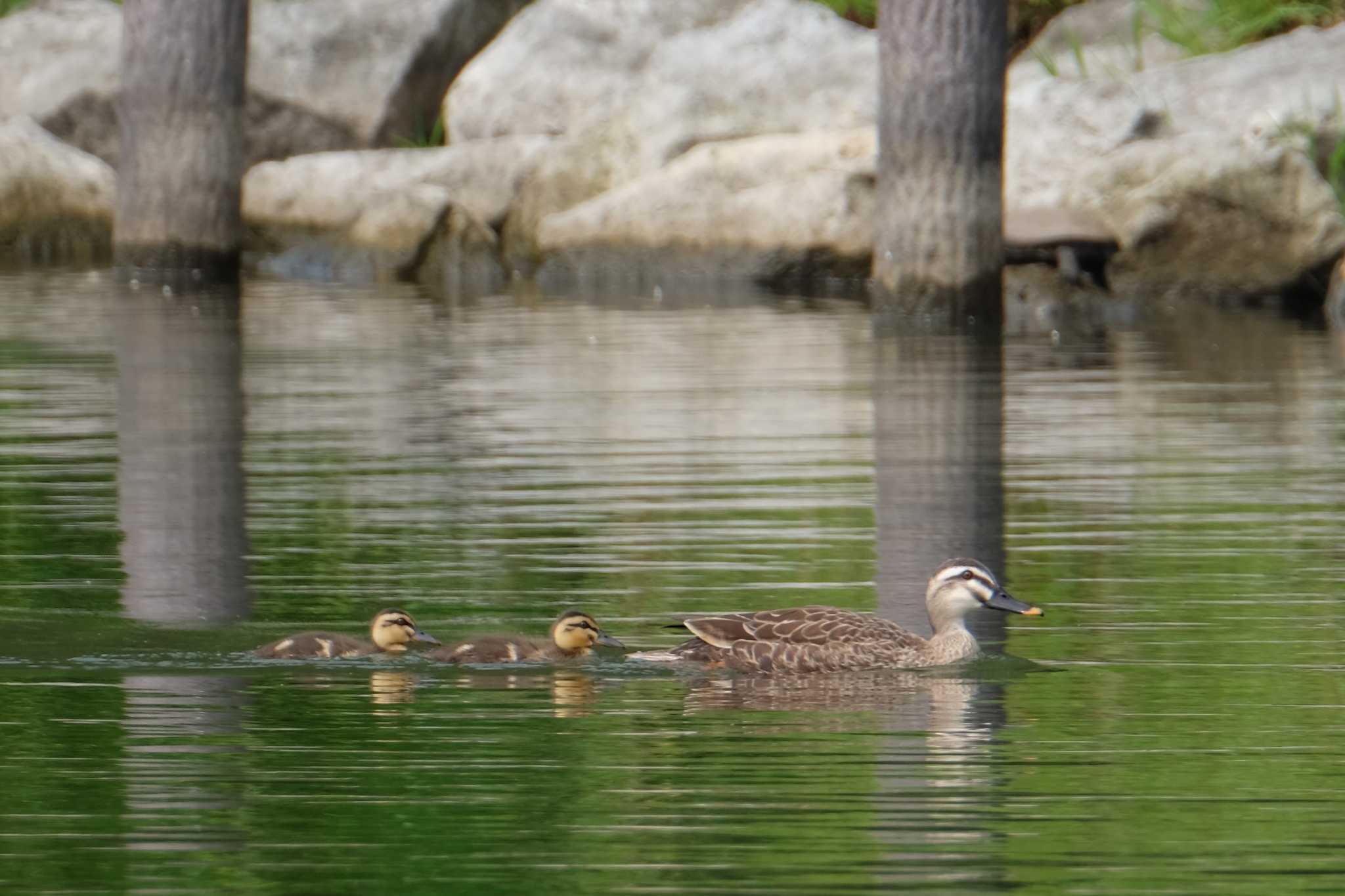 Eastern Spot-billed Duck