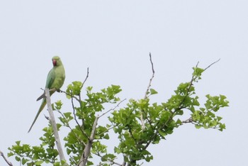 Rose-ringed Parakeet 洗足池(大田区) Sun, 6/2/2019