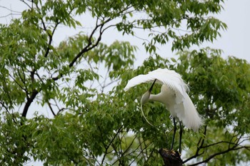 Little Egret 洗足池(大田区) Sun, 6/2/2019