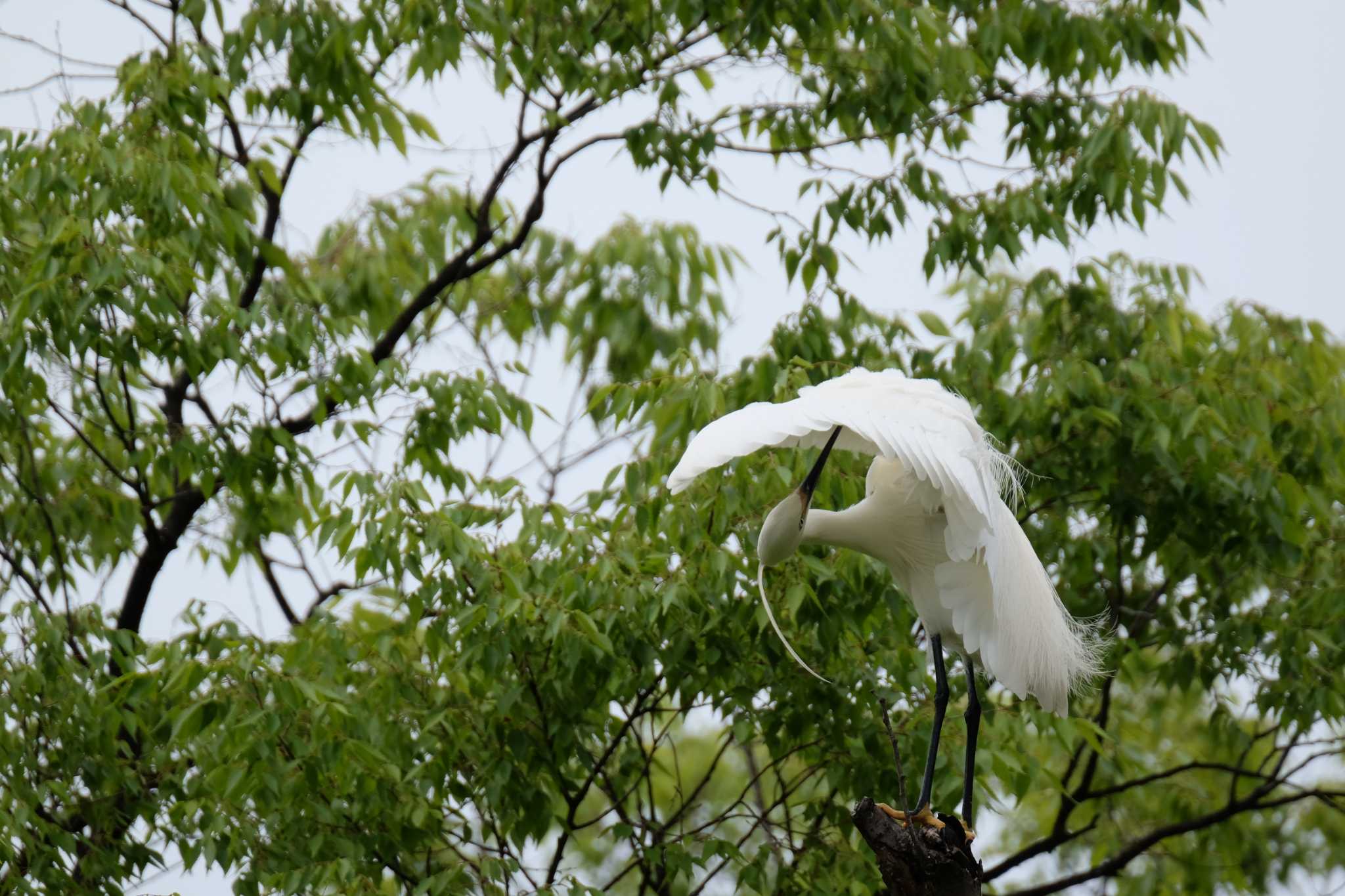 Little Egret