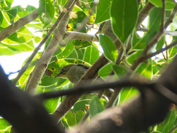 Sat, 6/1/2019 Birding report at 大井ふ頭中央海浜公園(なぎさの森)