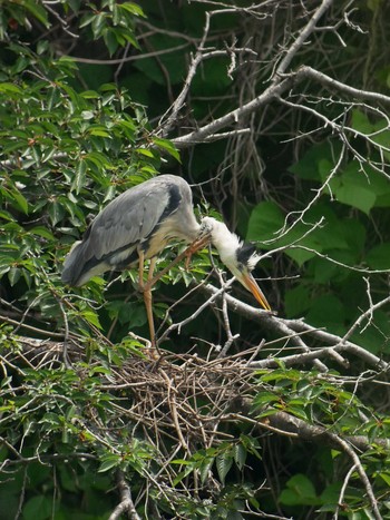 Grey Heron 柏市の公園 Sat, 6/1/2019