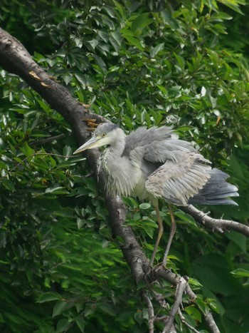 Grey Heron 柏市の公園 Sat, 6/1/2019