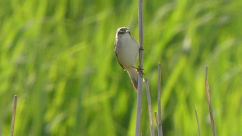 Sat, 6/1/2019 Birding report at ヨコスト湿原