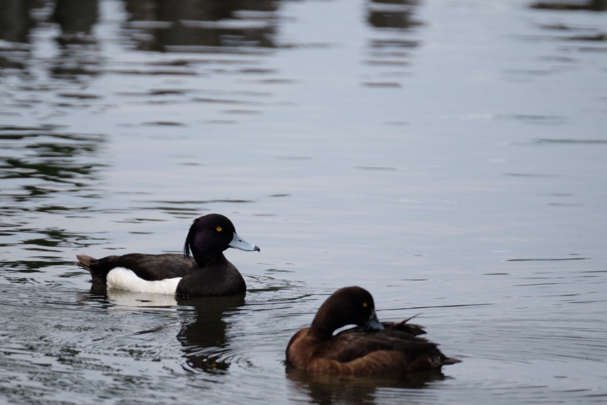 Tufted Duck