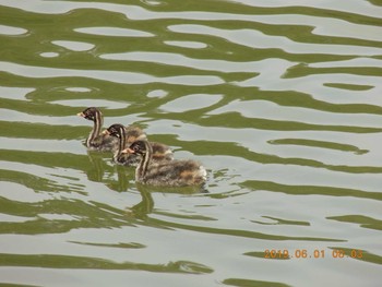 Little Grebe 埼玉県吉見町 Sat, 6/1/2019