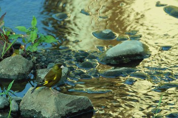 カワラヒワ 野川 2019年5月25日(土)