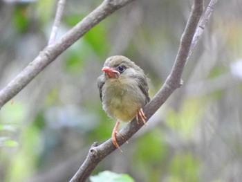 Unknown Species 段戸裏谷 Sun, 6/2/2019