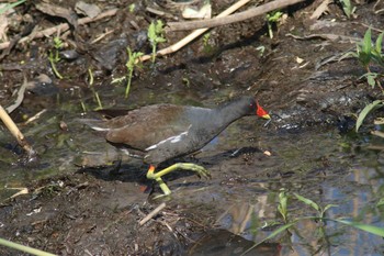 Common Moorhen 天草市 Fri, 5/4/2018