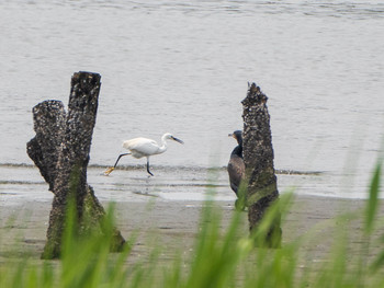 コサギ 大井ふ頭中央海浜公園(なぎさの森) 2019年6月1日(土)