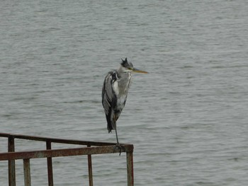 2019年6月2日(日) 相模原沈殿池の野鳥観察記録