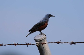 2019年6月2日(日) 北海道　函館市　函館空港脇の野鳥観察記録