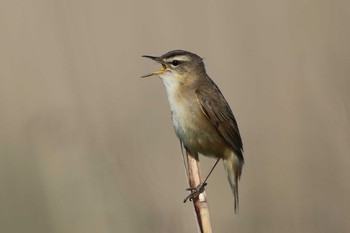 Black-browed Reed Warbler