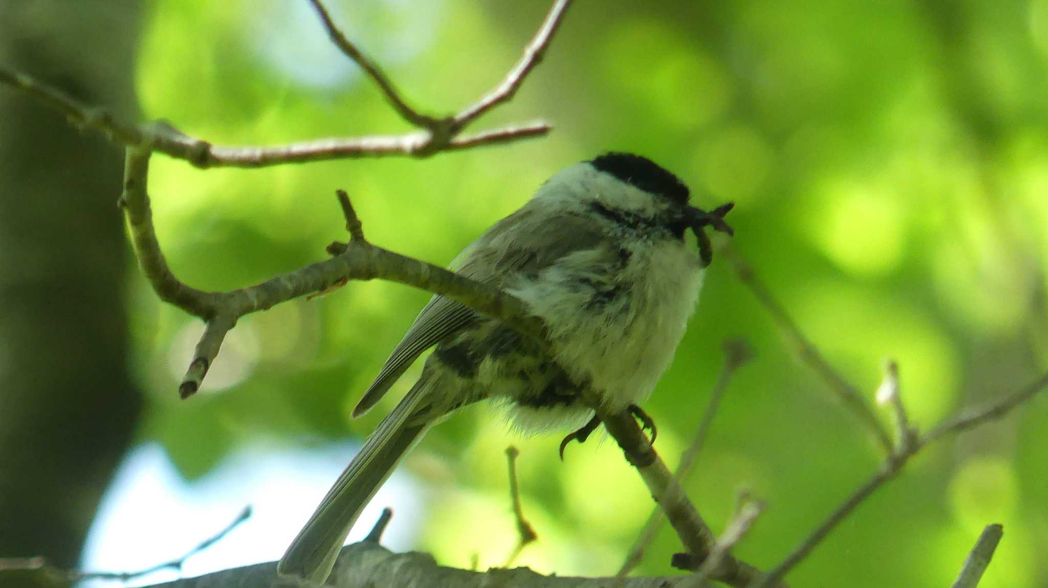 Marsh Tit