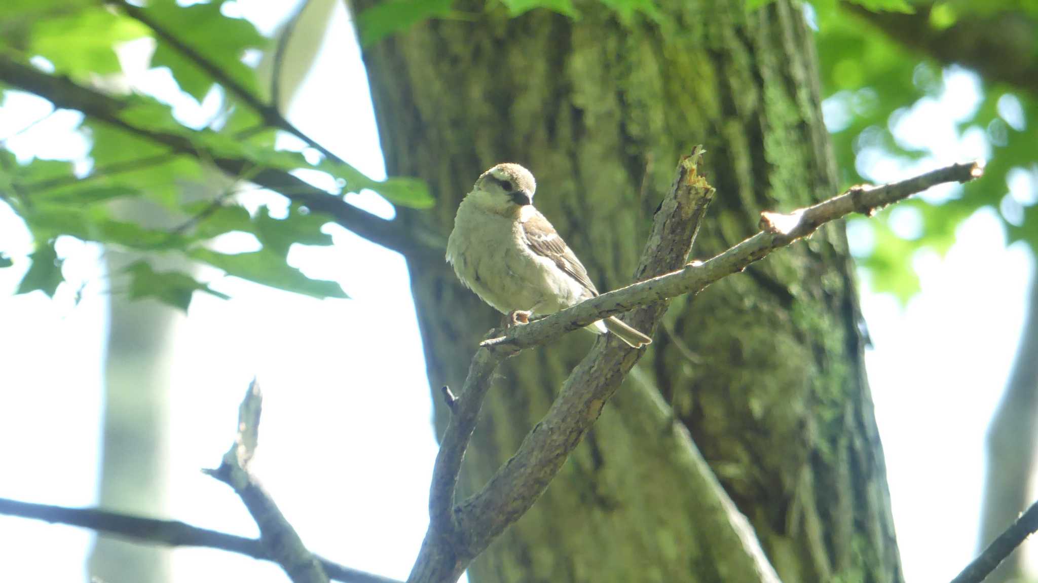 Russet Sparrow