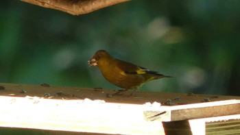 カワラヒワ 支笏湖野鳥の森 2019年6月2日(日)