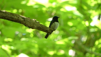 2019年6月2日(日) 支笏湖野鳥の森の野鳥観察記録