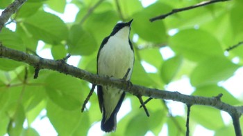 Sun, 6/2/2019 Birding report at 林東公園(千歳市)