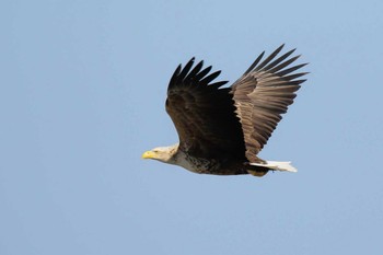 White-tailed Eagle 羅臼 Sun, 6/2/2019