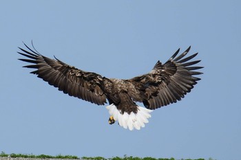 White-tailed Eagle 羅臼 Sun, 6/2/2019