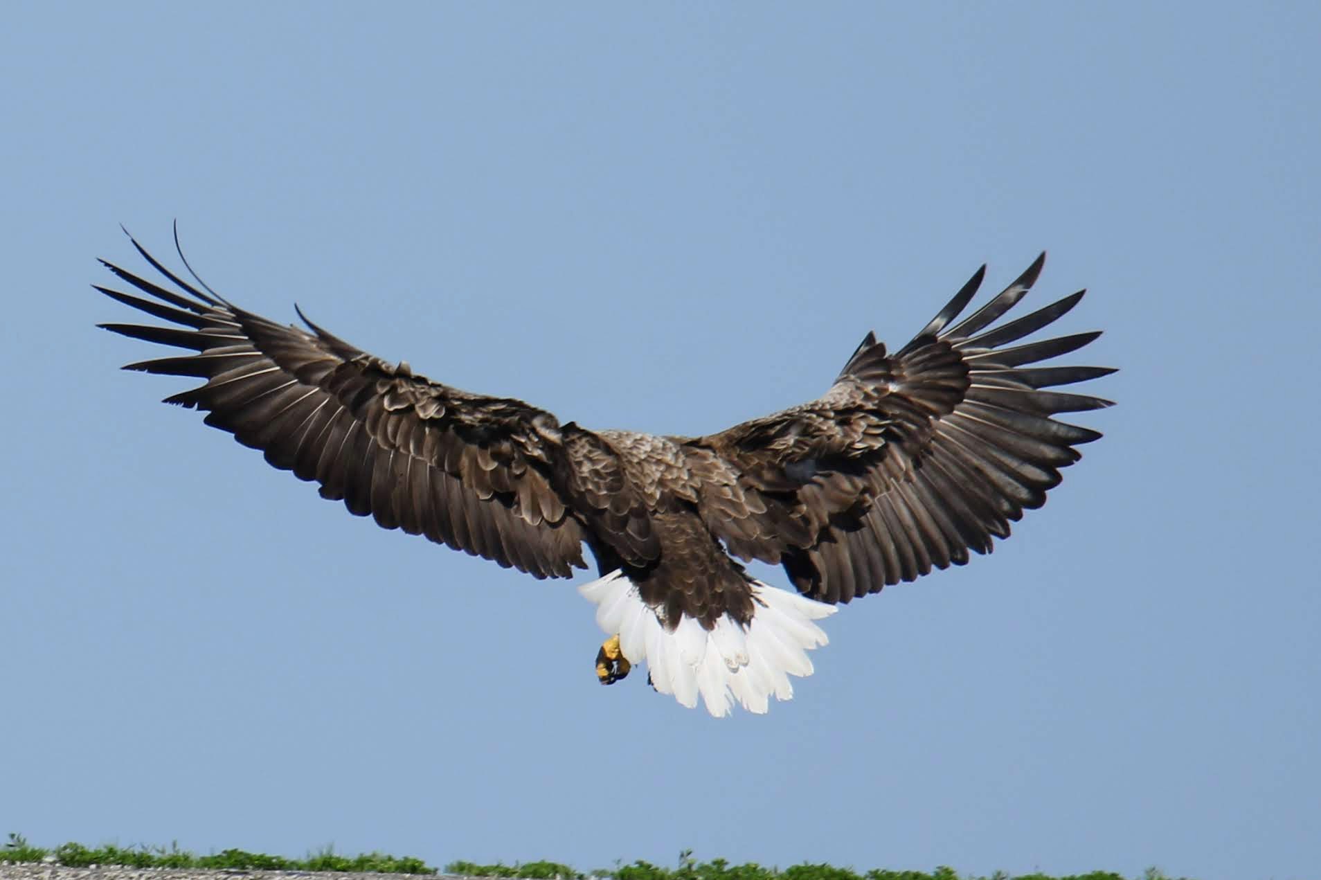 Photo of White-tailed Eagle at 羅臼 by はやぶさくん