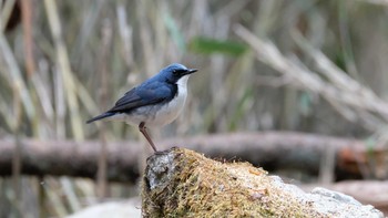 2019年6月2日(日) 柳沢峠の野鳥観察記録