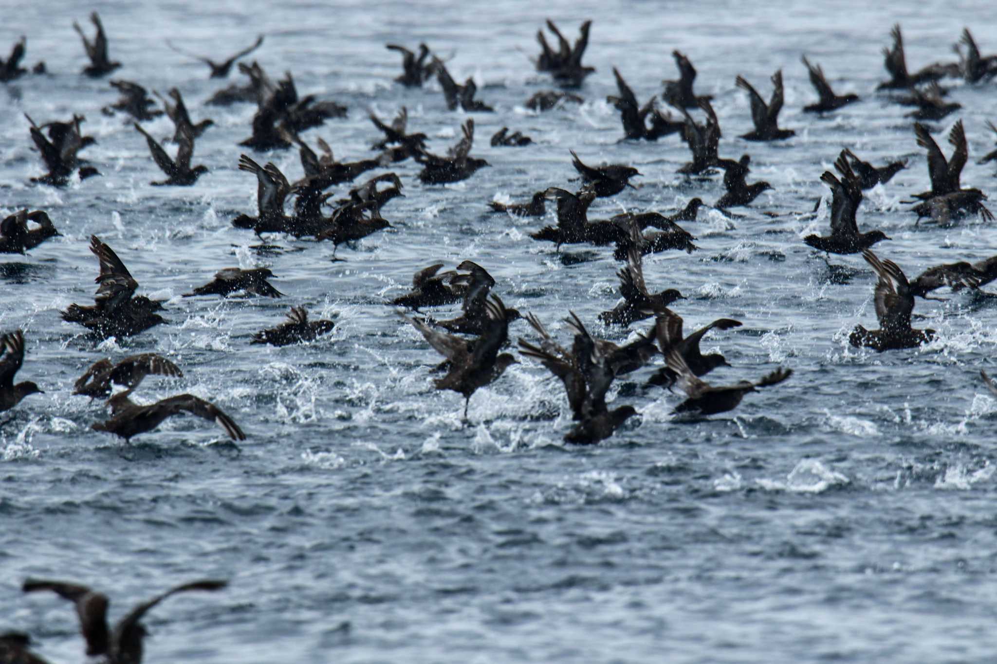 Photo of Short-tailed Shearwater at 羅臼 by はやぶさくん