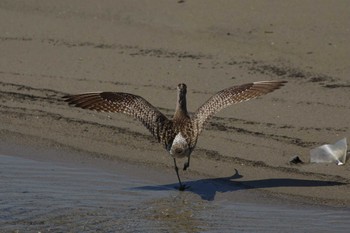 Eurasian Whimbrel 甲子園浜(兵庫県西宮市) Sat, 5/11/2019