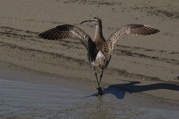 チュウシャクシギ 甲子園浜(兵庫県西宮市) 2019年5月11日(土)