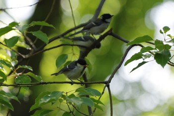 シジュウカラ 大阪城公園 2019年5月30日(木)