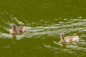 カイツブリ 三ツ池公園(横浜市鶴見区) 2019年5月31日(金)