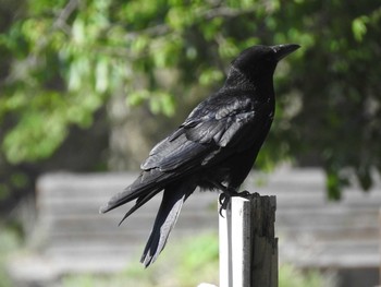 ハシボソガラス 創成川緑地(札幌) 2019年6月3日(月)