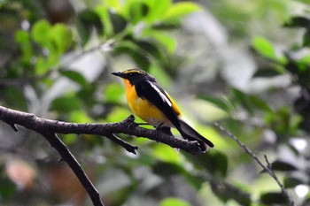 2019年6月3日(月) 加木屋緑地の野鳥観察記録