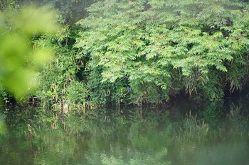 2019年6月3日(月) 猪名川の野鳥観察記録