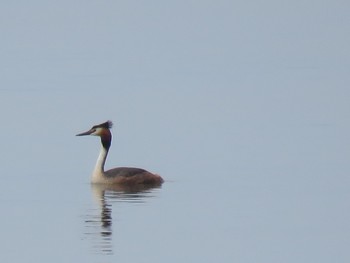 カンムリカイツブリ 湖北野鳥センター 2019年6月2日(日)