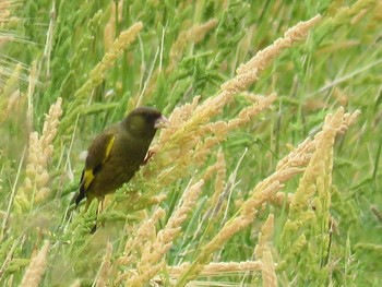 カワラヒワ 湖北野鳥センター 2019年6月2日(日)