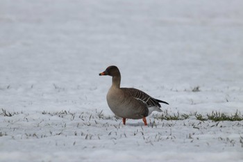 Tundra Bean Goose 帯広市 Tue, 3/26/2019