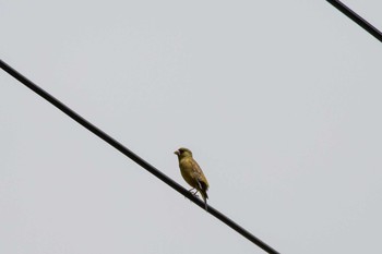 Grey-capped Greenfinch 長等公園 Sun, 5/12/2019