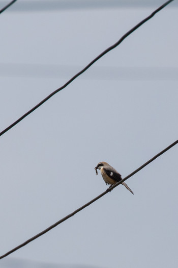 Bull-headed Shrike 長等公園 Sun, 5/12/2019