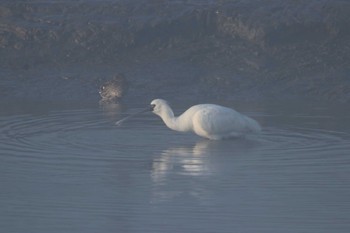 Black-faced Spoonbill Daijugarami Higashiyoka Coast Mon, 1/14/2019