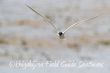 ハシブトアジサシ 石垣島 2019年6月3日(月)