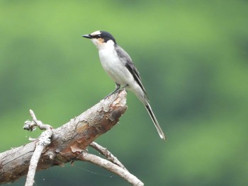 サンショウクイ 天龍村 2019年6月2日(日)