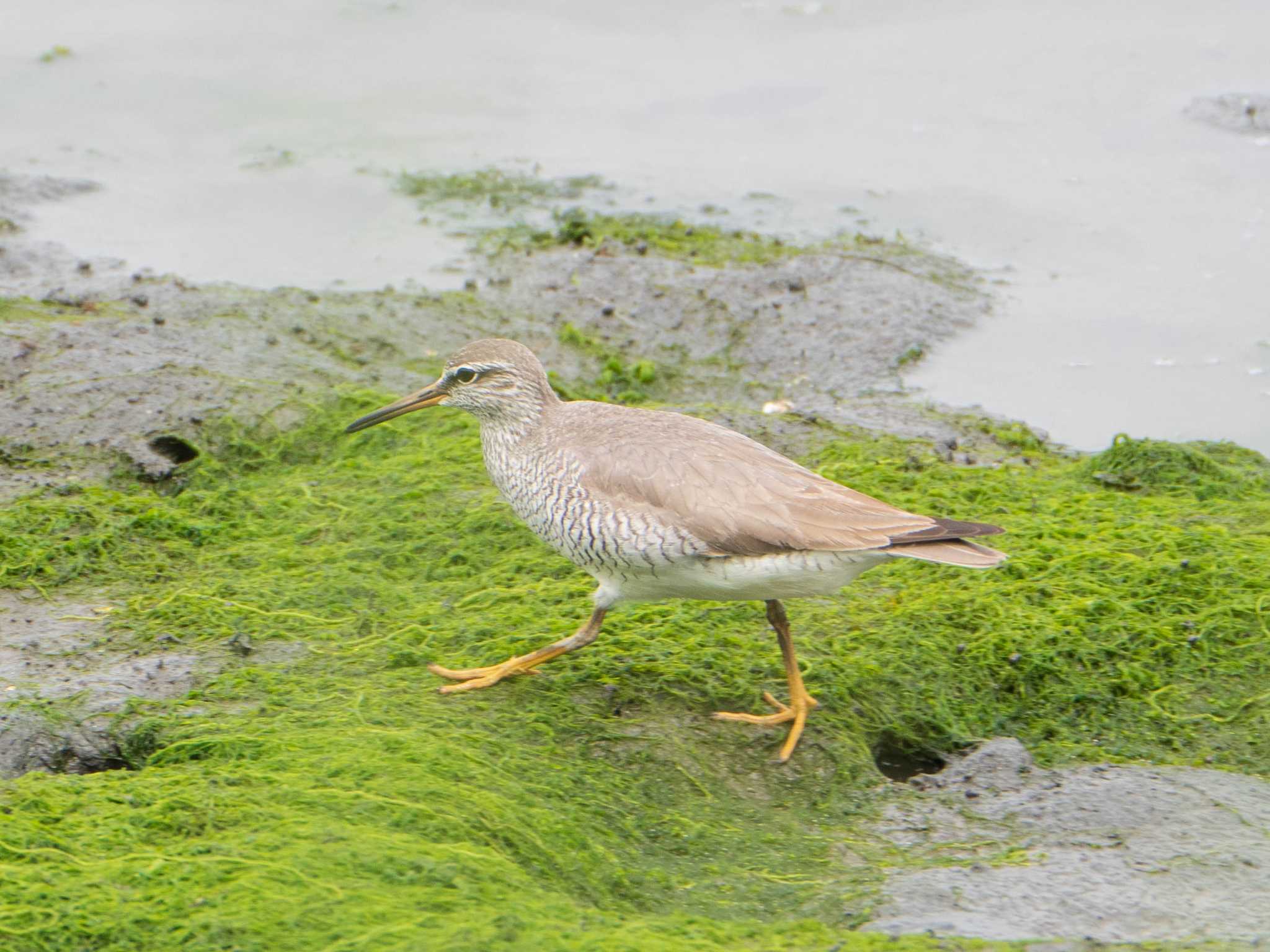 東京港野鳥公園 キアシシギの写真 by ryokawameister