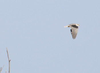 Black-winged Kite Ishigaki Island Sun, 5/19/2019