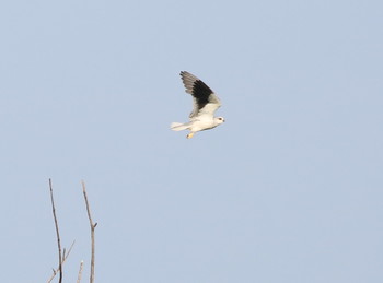 Black-winged Kite Ishigaki Island Sun, 5/19/2019