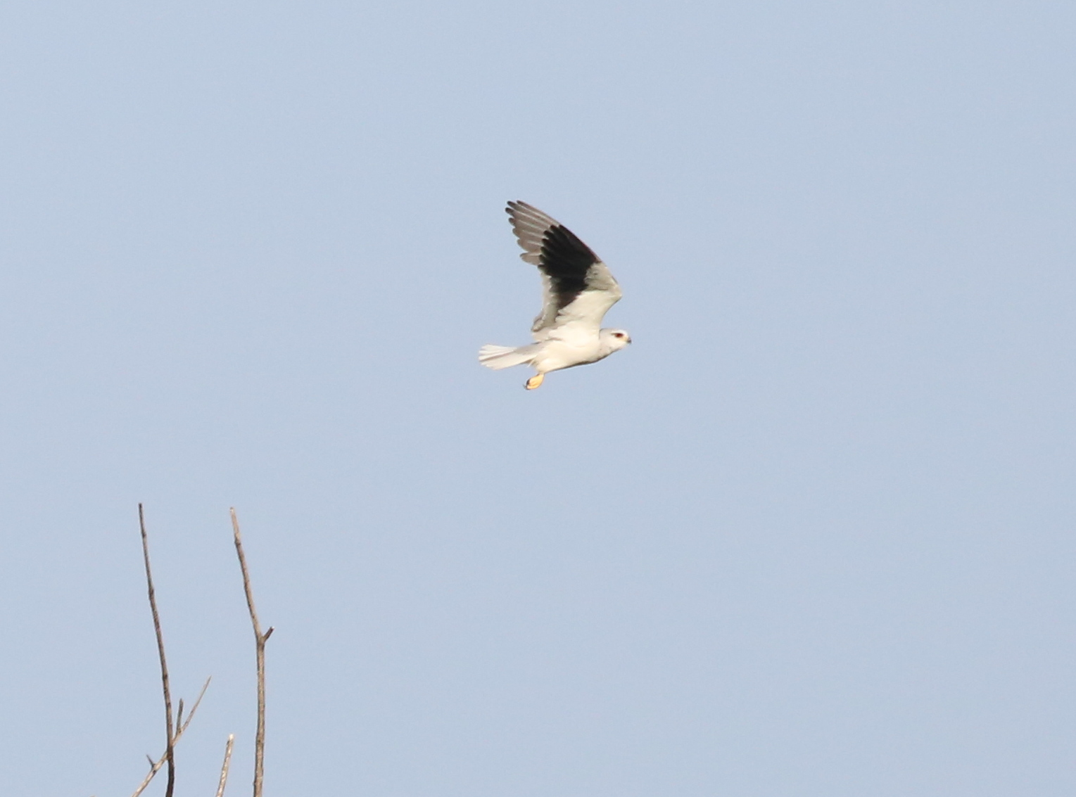 Photo of Black-winged Kite at Ishigaki Island by テツ