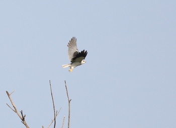 Black-winged Kite Ishigaki Island Sun, 5/19/2019