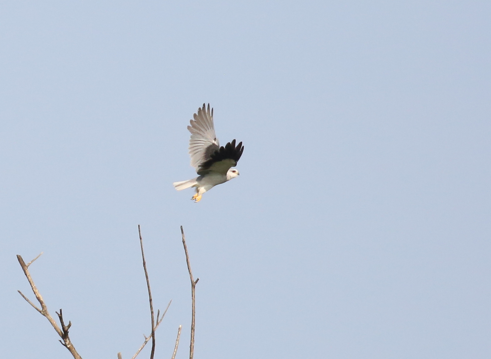 Photo of Black-winged Kite at Ishigaki Island by テツ